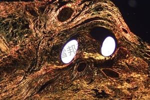 偏正光显微拍照