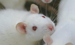 Masson（蓝、绿）