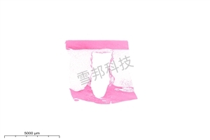 Masson（蓝、绿）